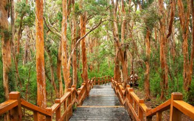 Bosque de Arrayanes