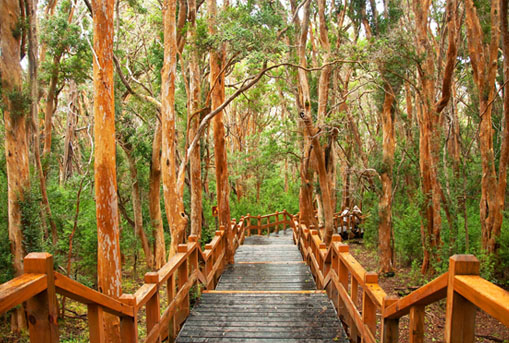 Bosque de Arrayanes